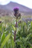 Cirsium simplex. Верхушка растения с соцветиями. Кабардино-Балкария, Эльбрусский р-н, окр. оз. Сылтранкёль, ≈ 3200 м н.у.м., альпийский луг. 05.08.2019.