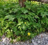 Potentilla reptans