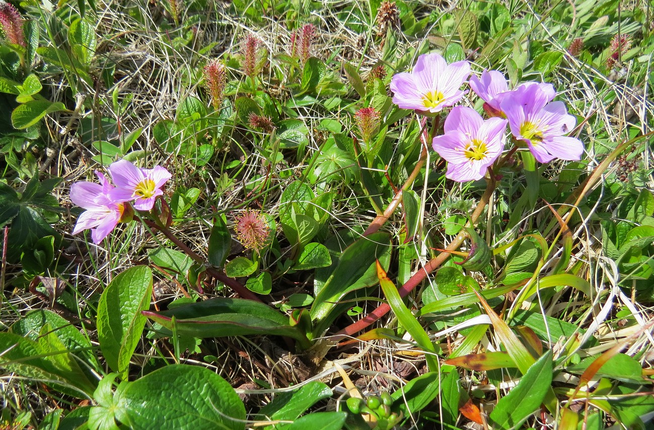 Image of Claytonia acutifolia specimen.