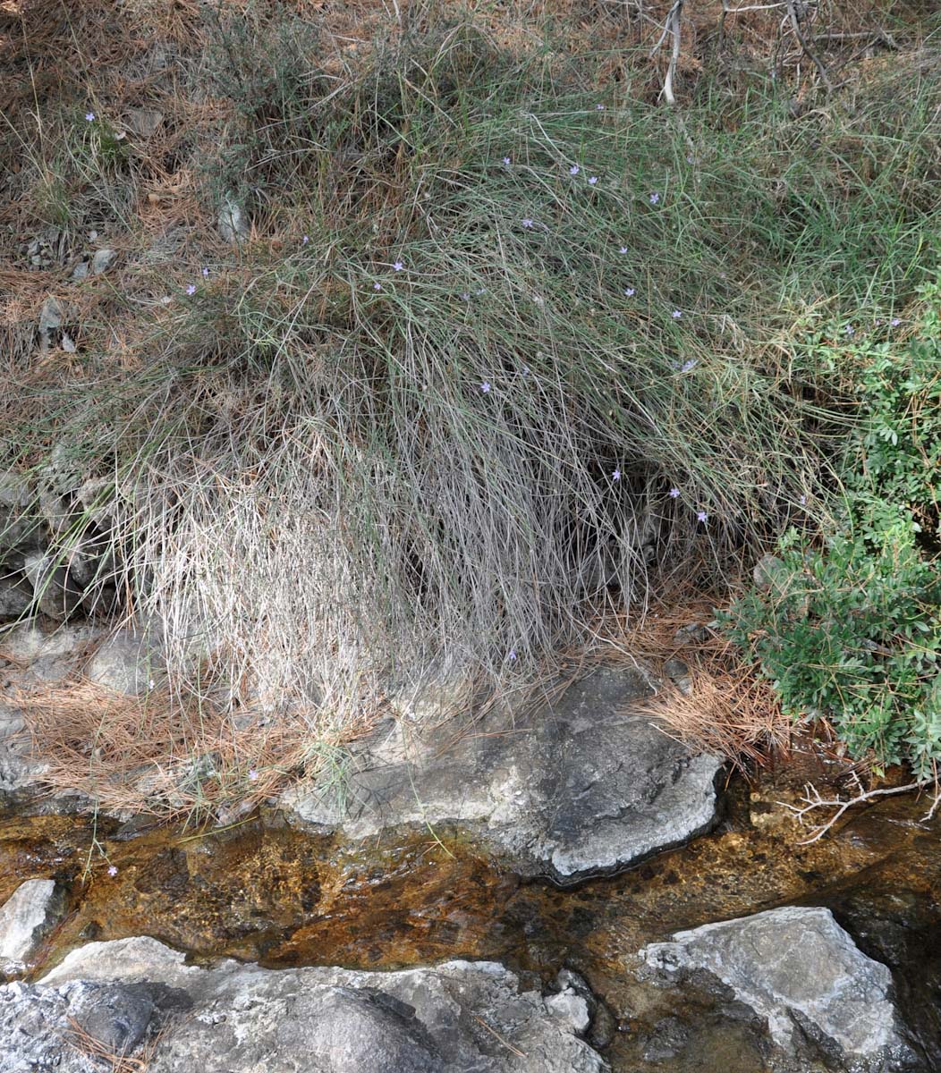 Image of Astartoseris triquetra specimen.