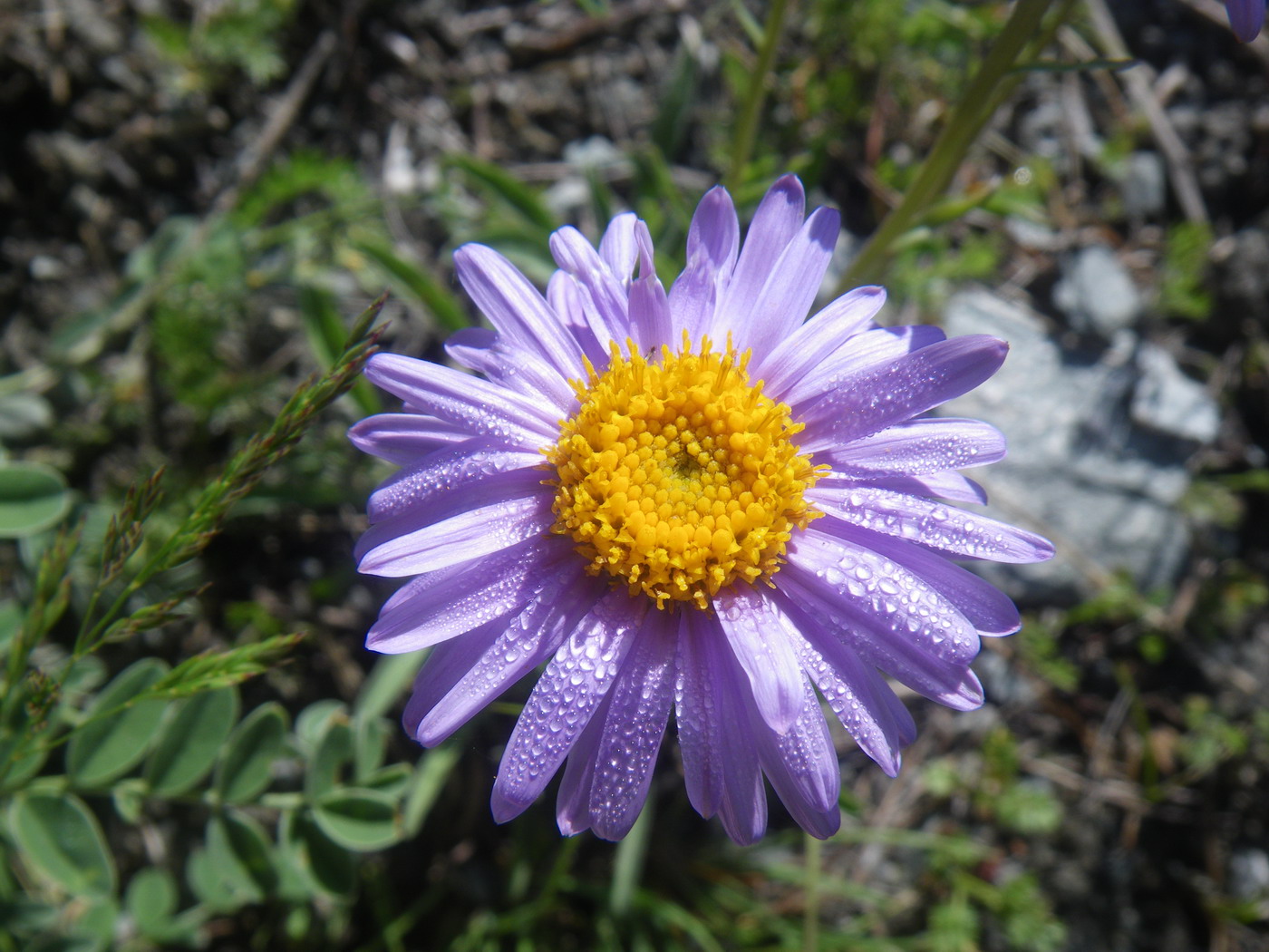 Изображение особи Aster alpinus.