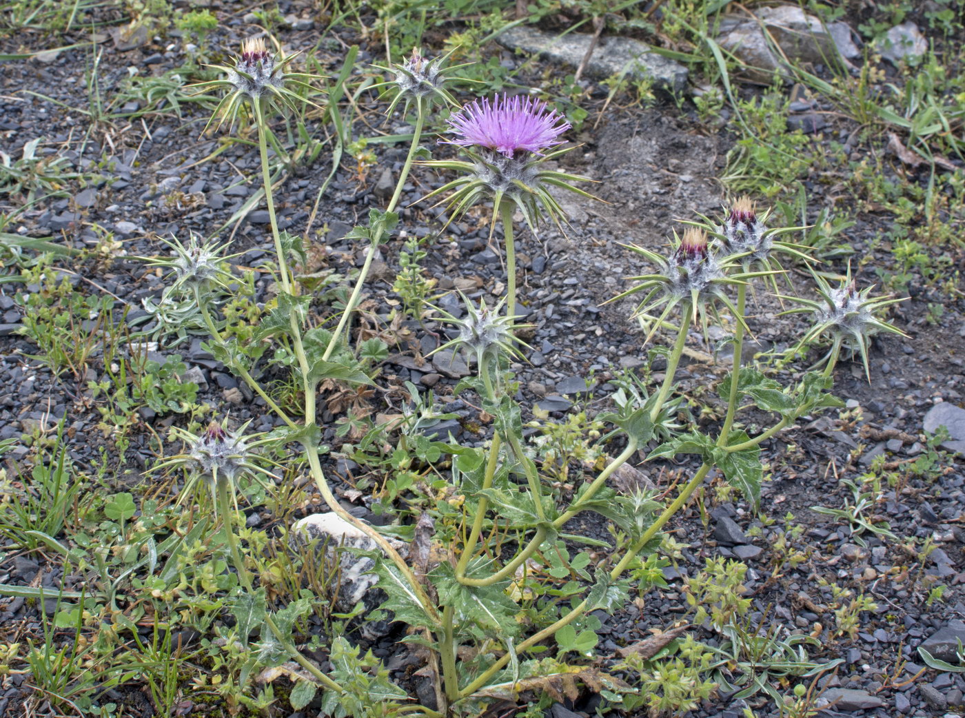 Изображение особи Cousinia carduncelloidea.