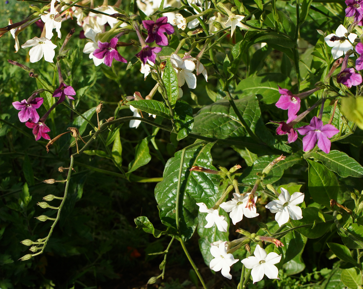 Image of Nicotiana alata specimen.