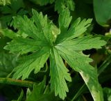 Geranium pratense