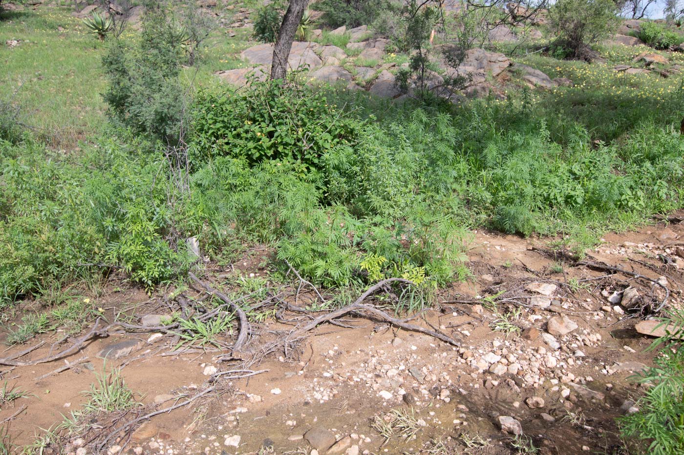 Image of Tagetes minuta specimen.