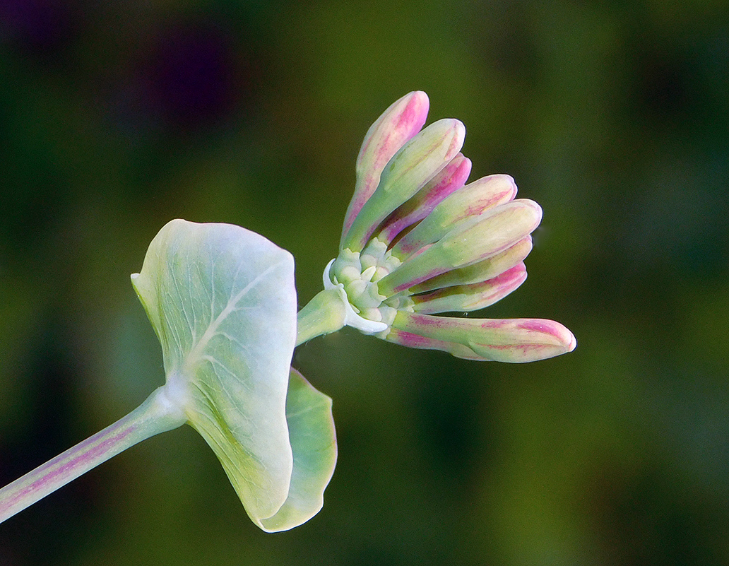 Изображение особи Lonicera etrusca.