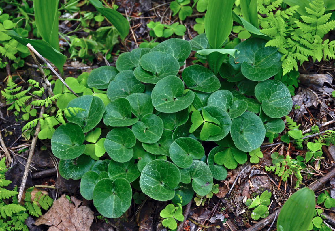 Копытень. Asarum europaeum l. копытень Европейский. Азарум (копытень). Хоста копытень Европейский. Копытень Лесной.