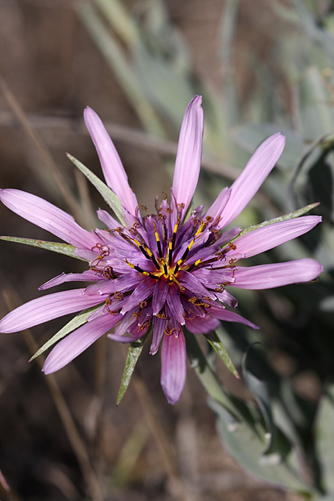 Image of Tragopogon marginifolius specimen.