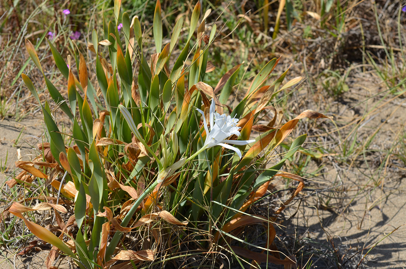 Изображение особи Pancratium maritimum.