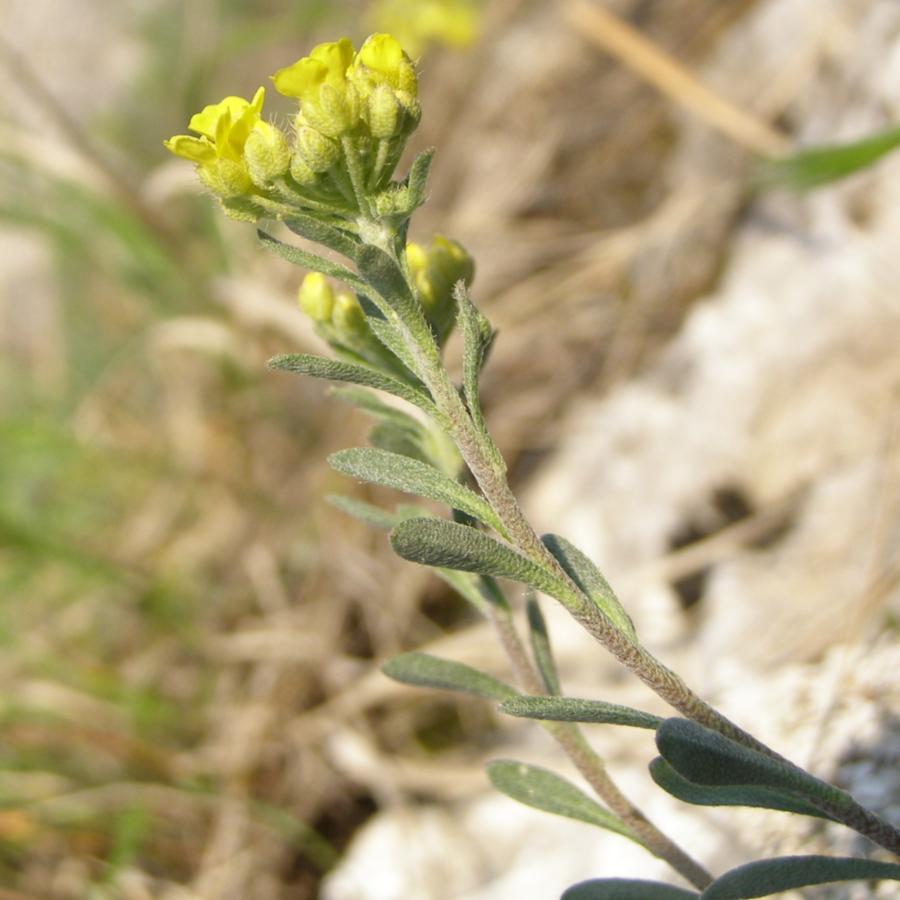 Изображение особи Alyssum trichostachyum.