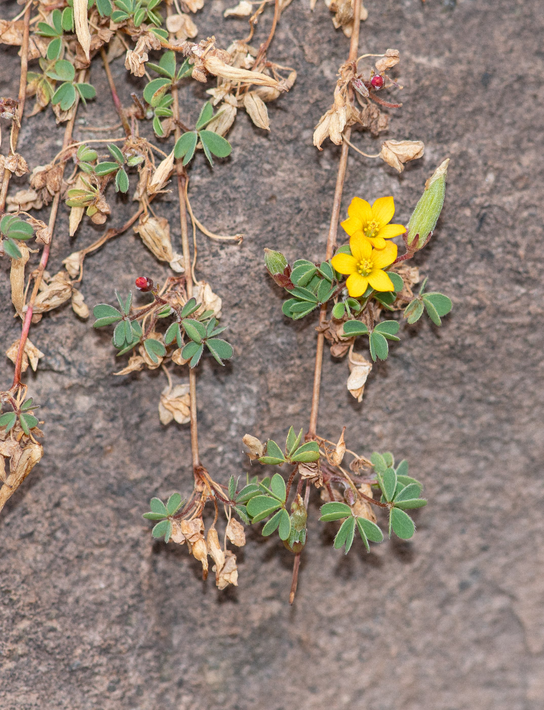 Image of genus Oxalis specimen.