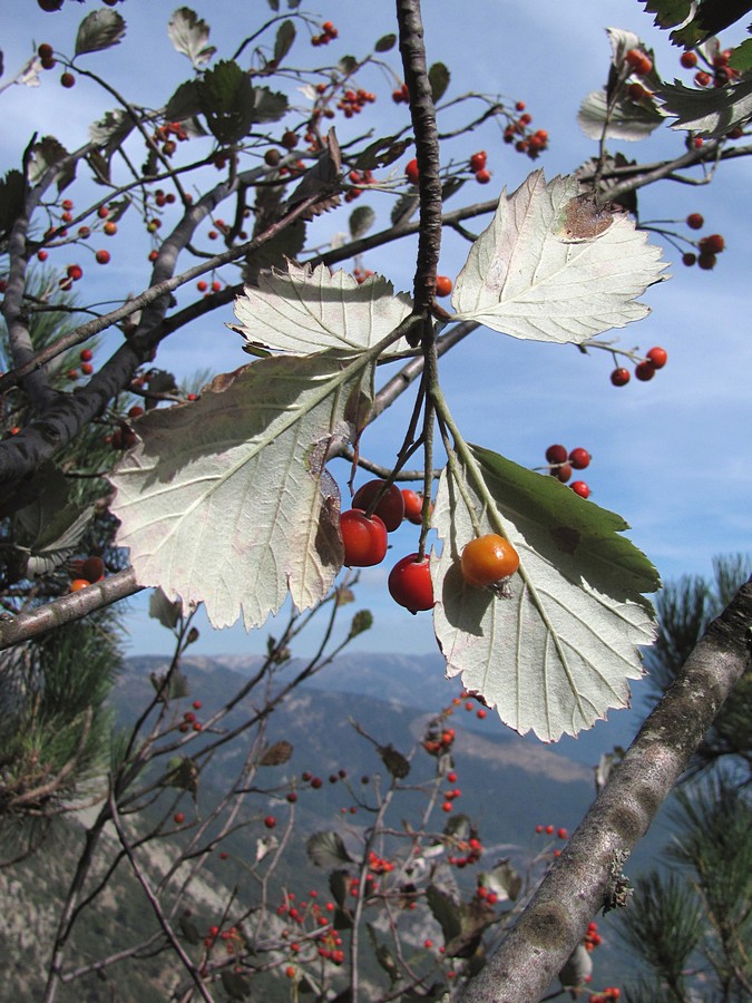 Image of Sorbus tauricola specimen.