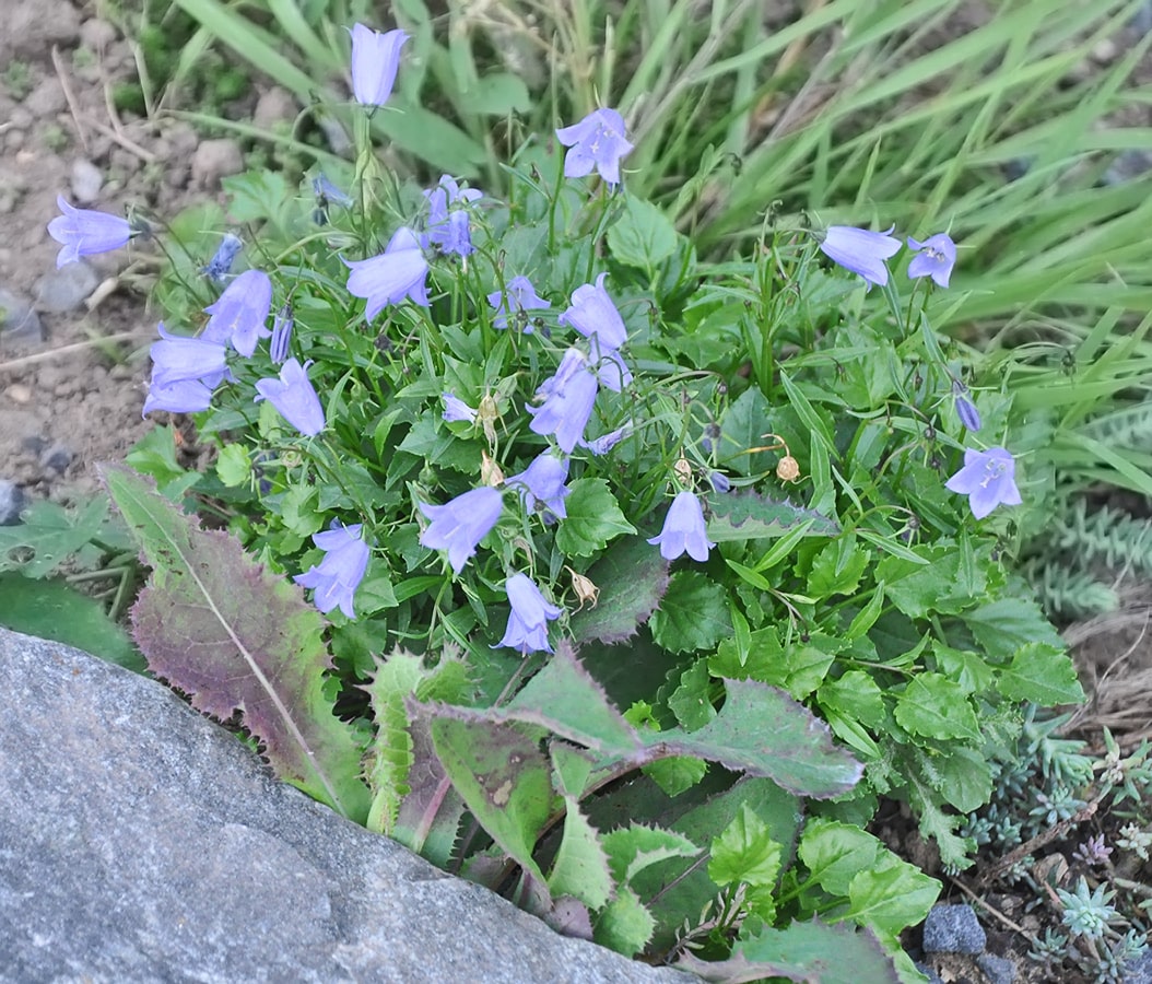 Image of Campanula cochleariifolia specimen.