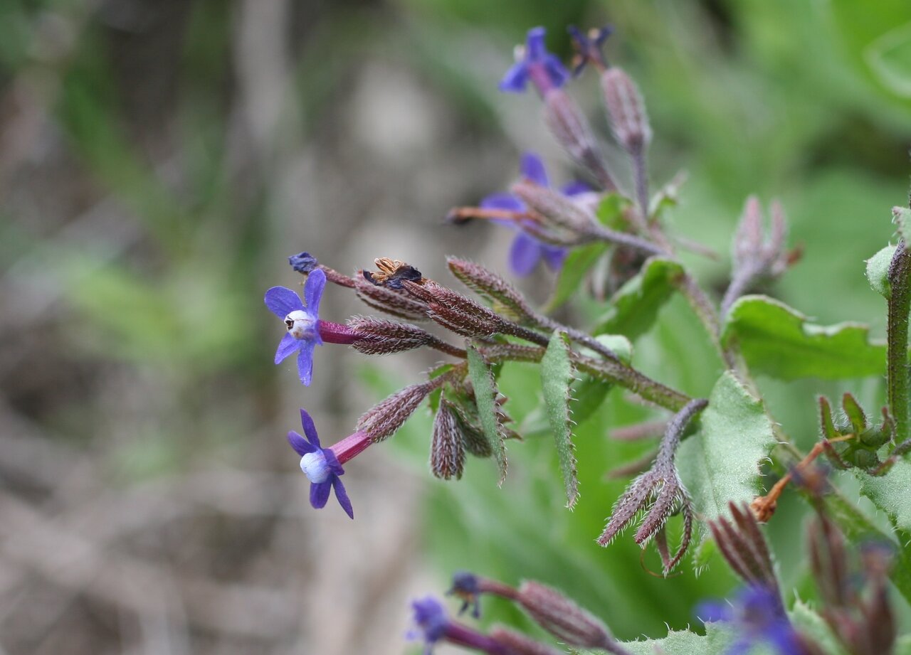 Image of Anchusa stylosa specimen.