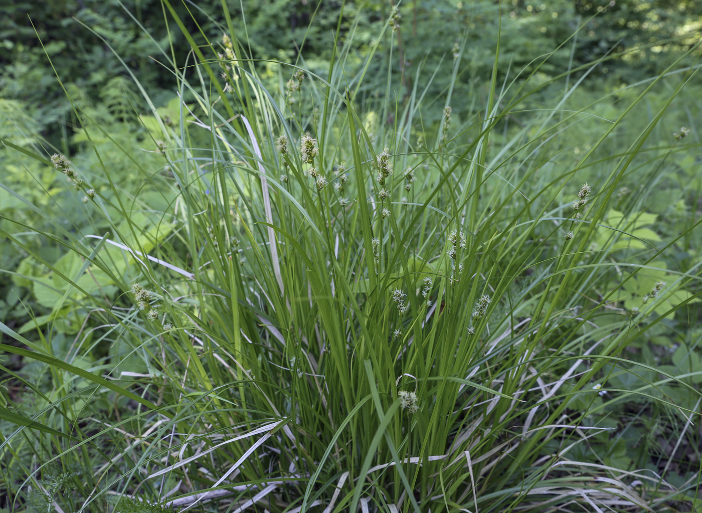 Image of Carex leporina specimen.