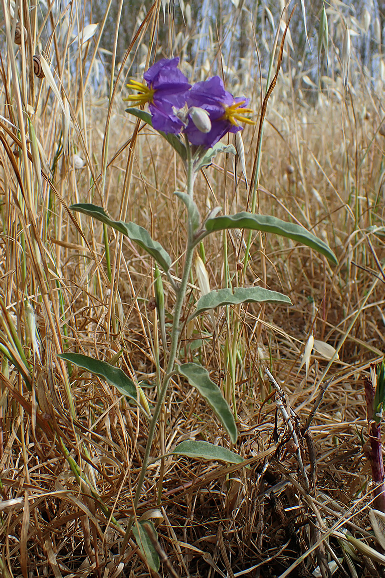 Изображение особи Solanum elaeagnifolium.