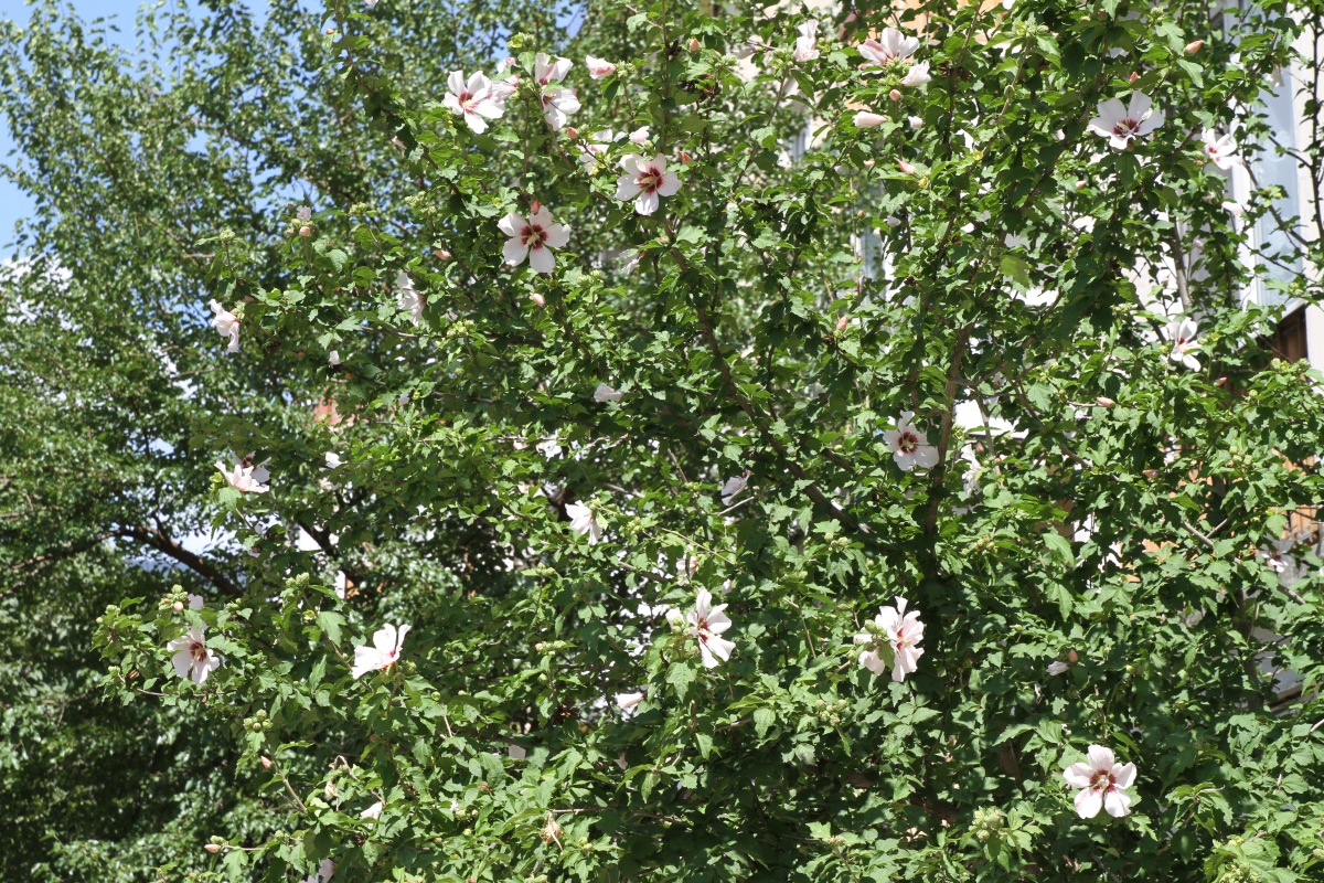 Image of Hibiscus syriacus specimen.