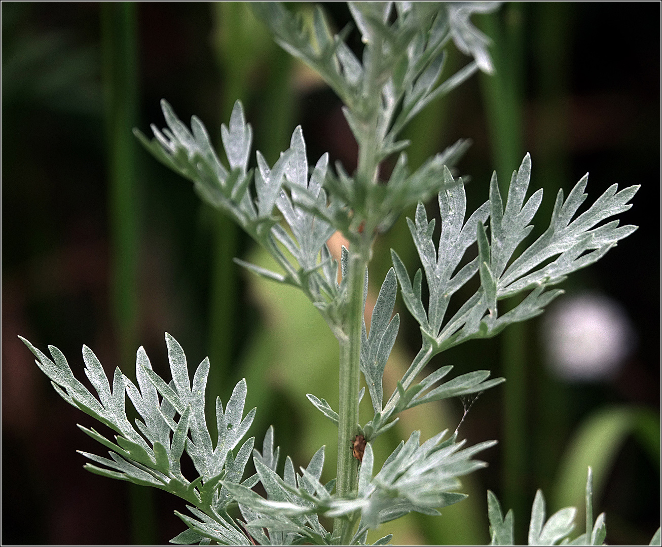 Семейство Artemisia absinthium