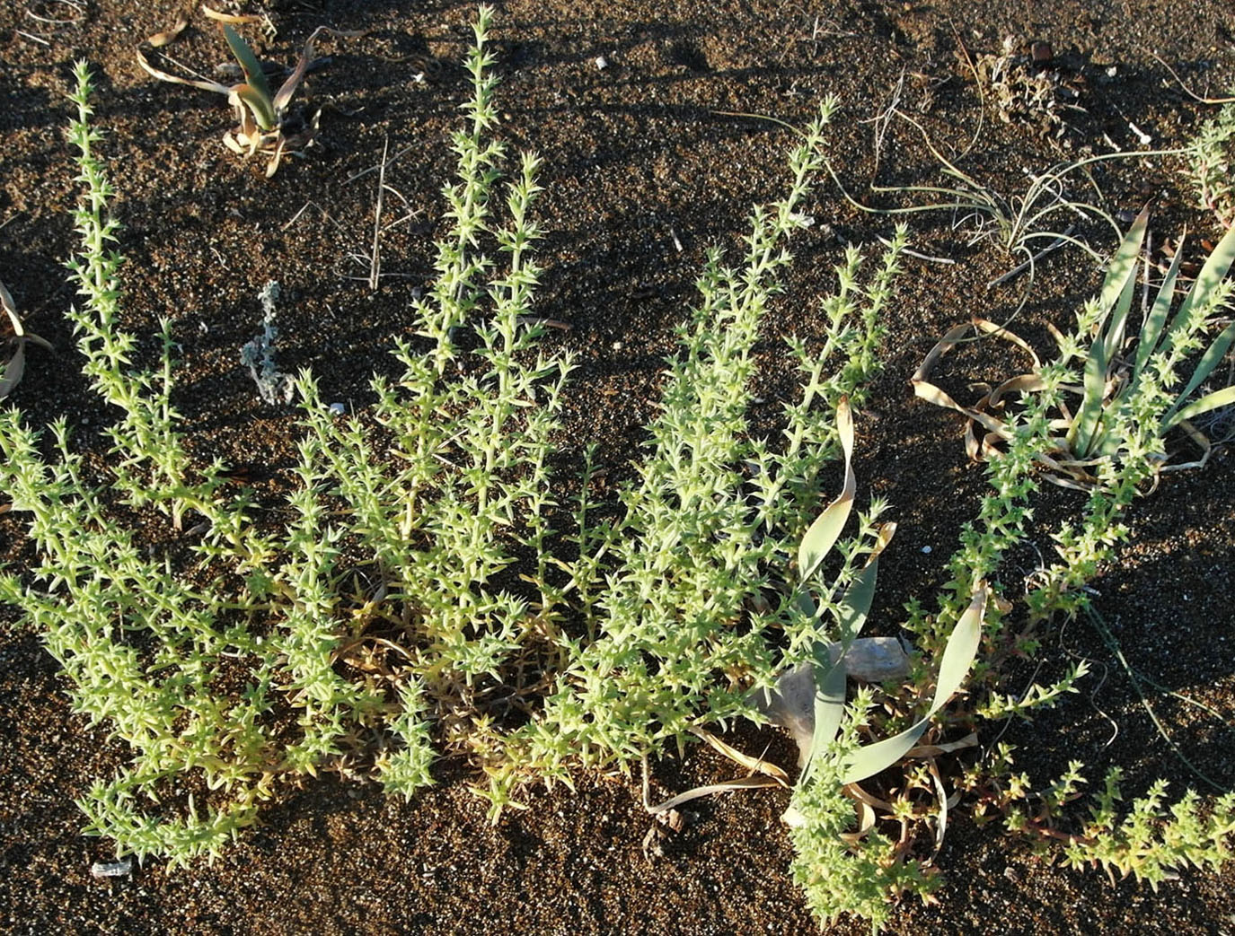 Image of Salsola tragus specimen.