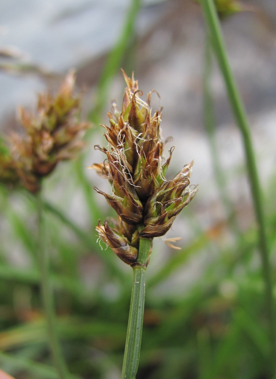 Image of genus Carex specimen.