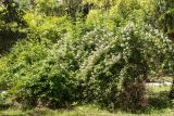 Rosa multiflora. Цветущее растение. Абхазия, г. Сухум, Сухумский ботанический сад, в культуре. 14.05.2021.