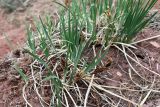 Iris biglumis. Растения с сухими раскрывшимися плодами. Хакасия, Бейский р-н, высокий берег р. Абакан, осыпающийся сухой склон. 12.06.2022.
