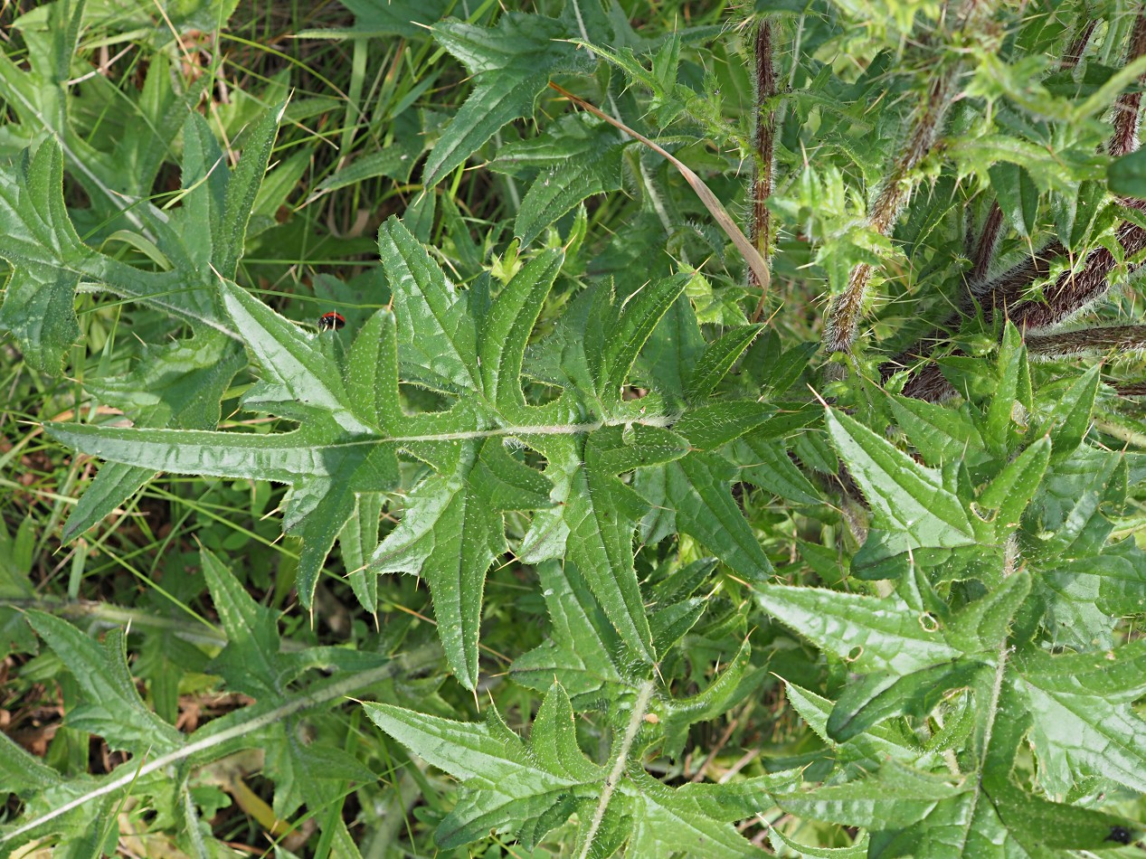 Image of genus Cirsium specimen.