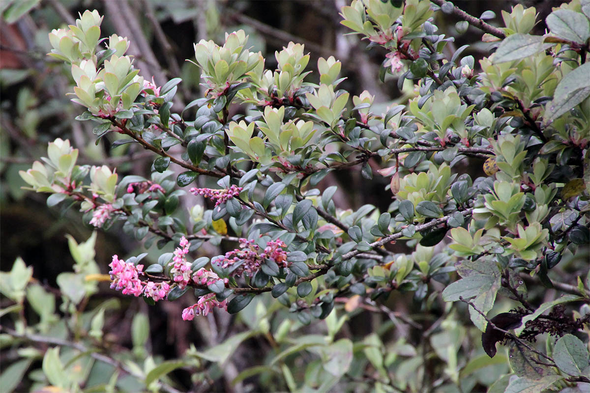 Image of genus Vaccinium specimen.