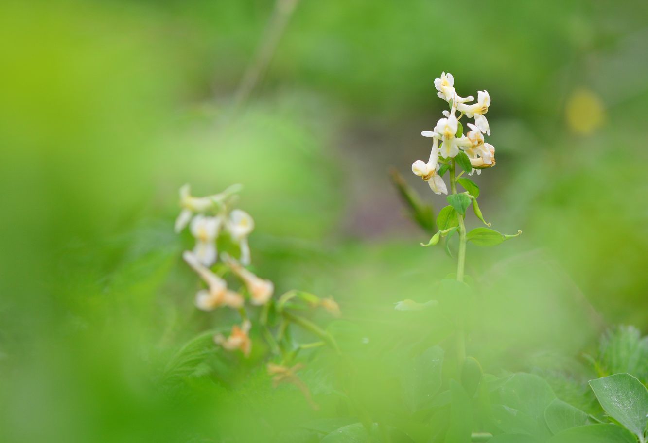 Изображение особи Corydalis marschalliana.