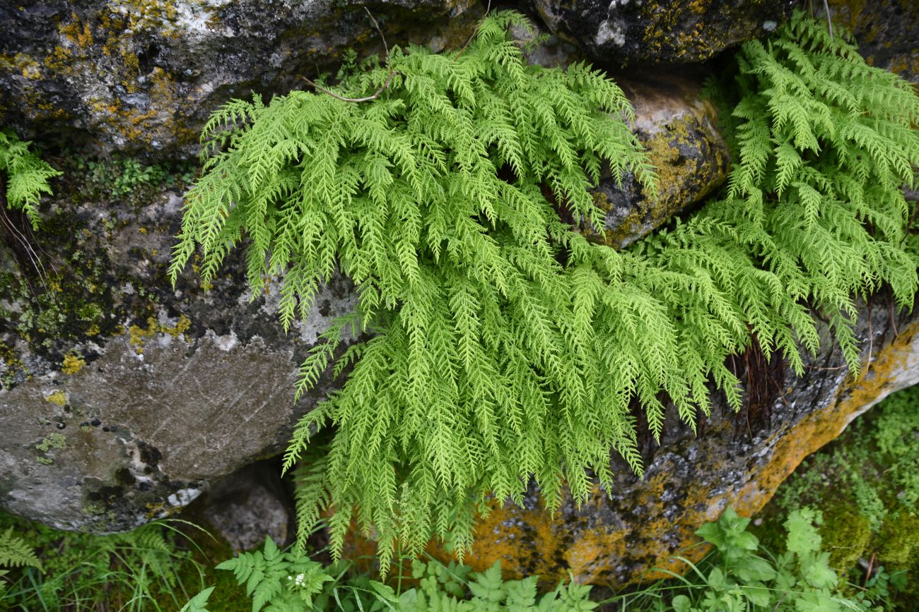 Image of Woodsia caucasica specimen.