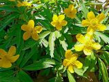 Anemone ranunculoides