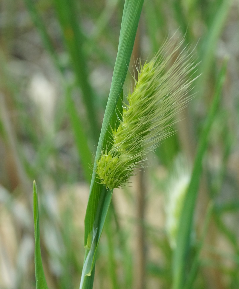 Image of Cynosurus echinatus specimen.