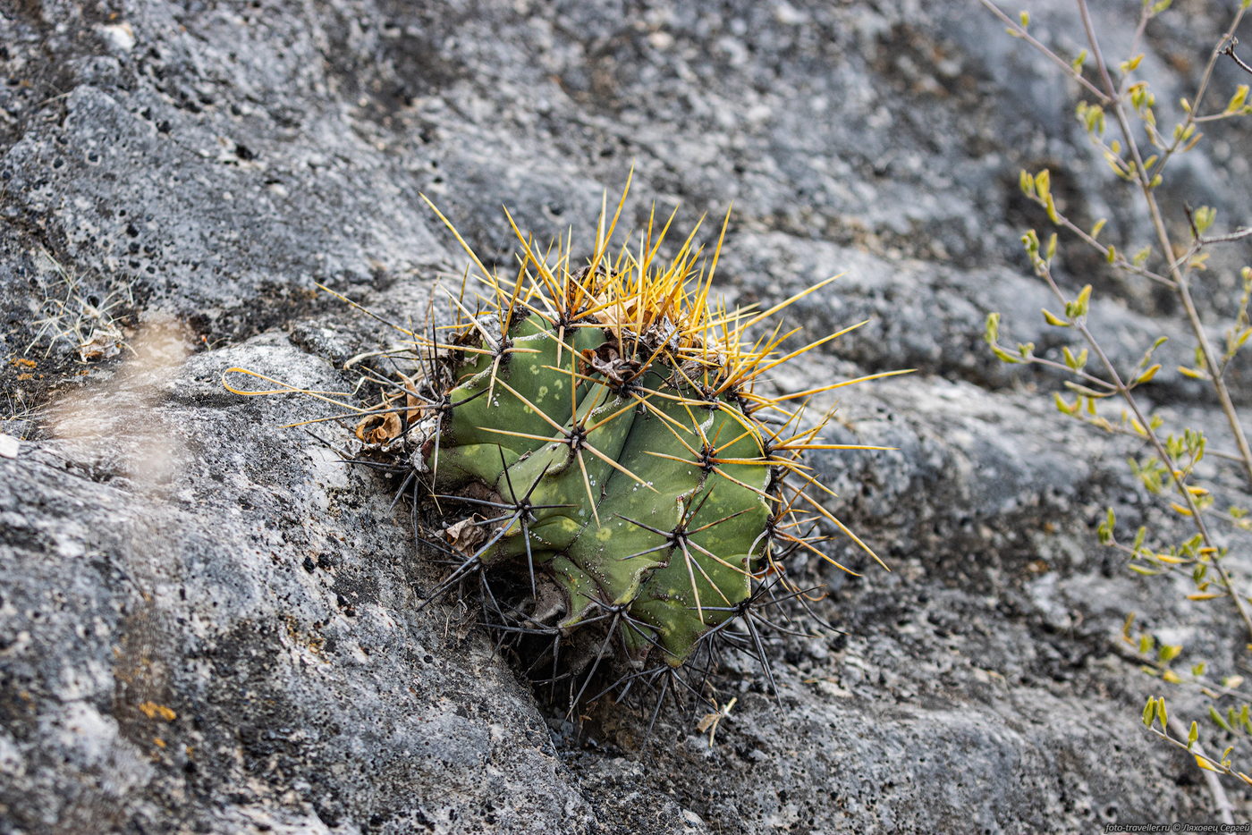 Изображение особи род Ferocactus.