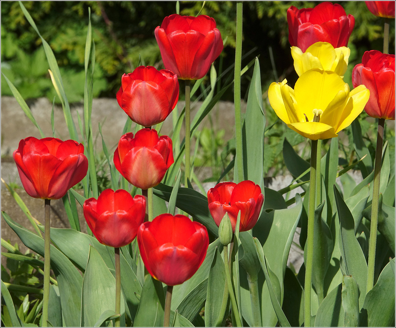 Image of genus Tulipa specimen.