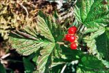 Rubus saxatilis