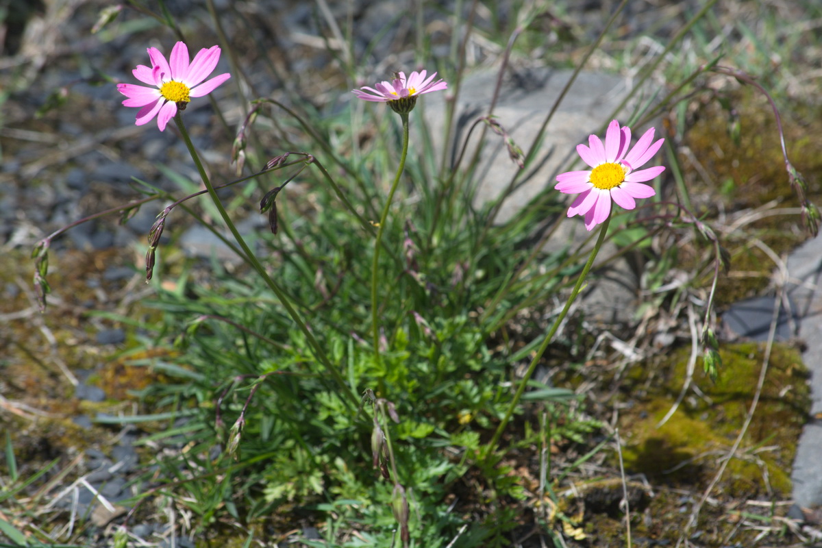 Image of Pyrethrum coccineum specimen.