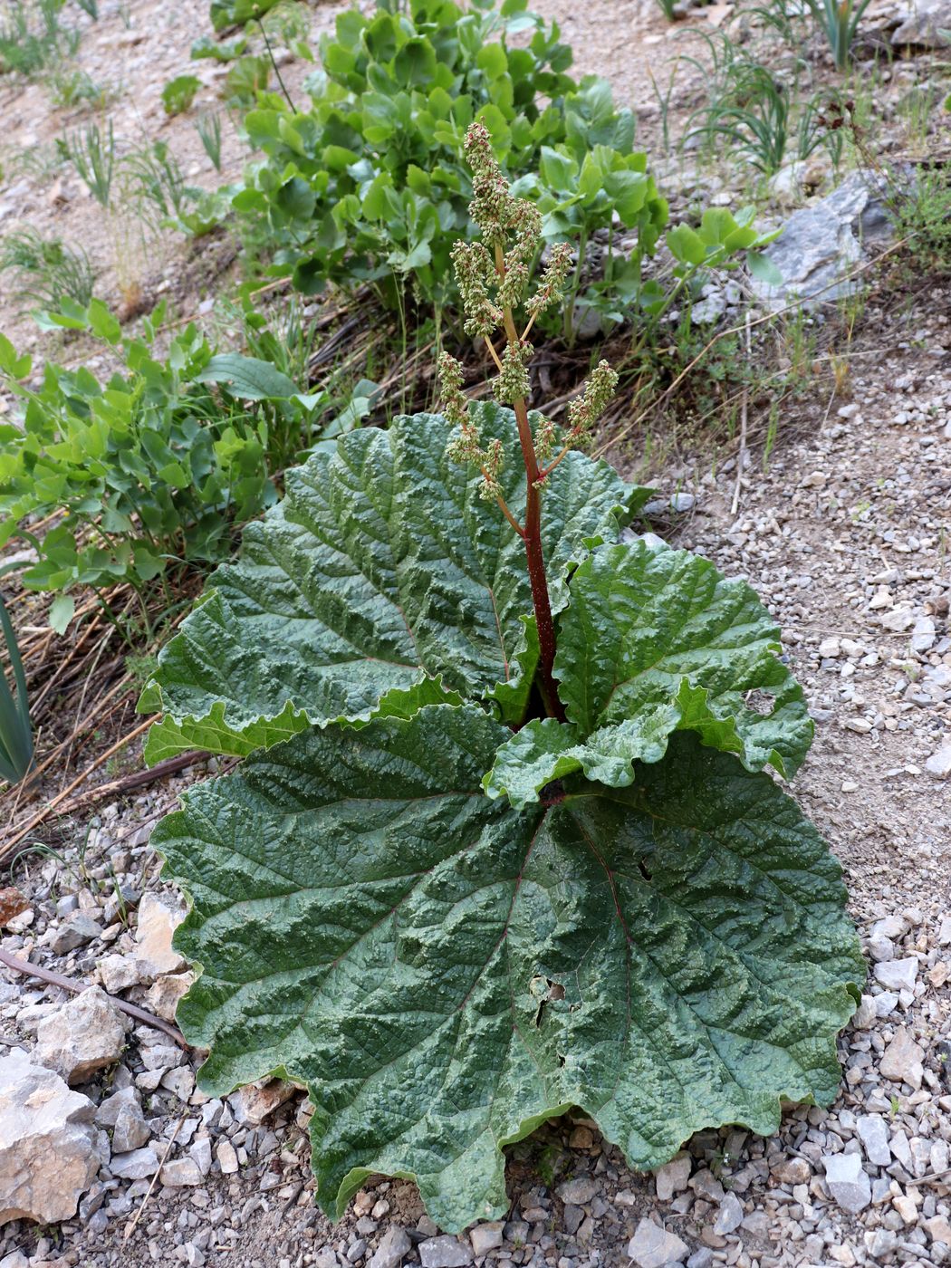 Image of Rheum maximowiczii specimen.