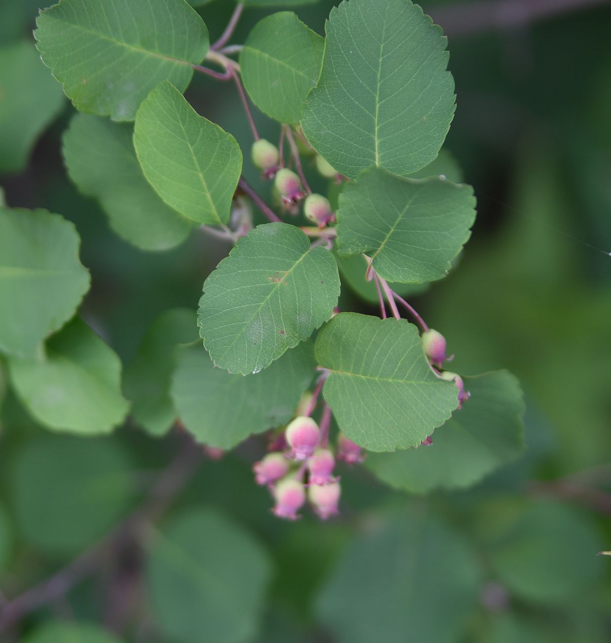 Image of Amelanchier alnifolia specimen.