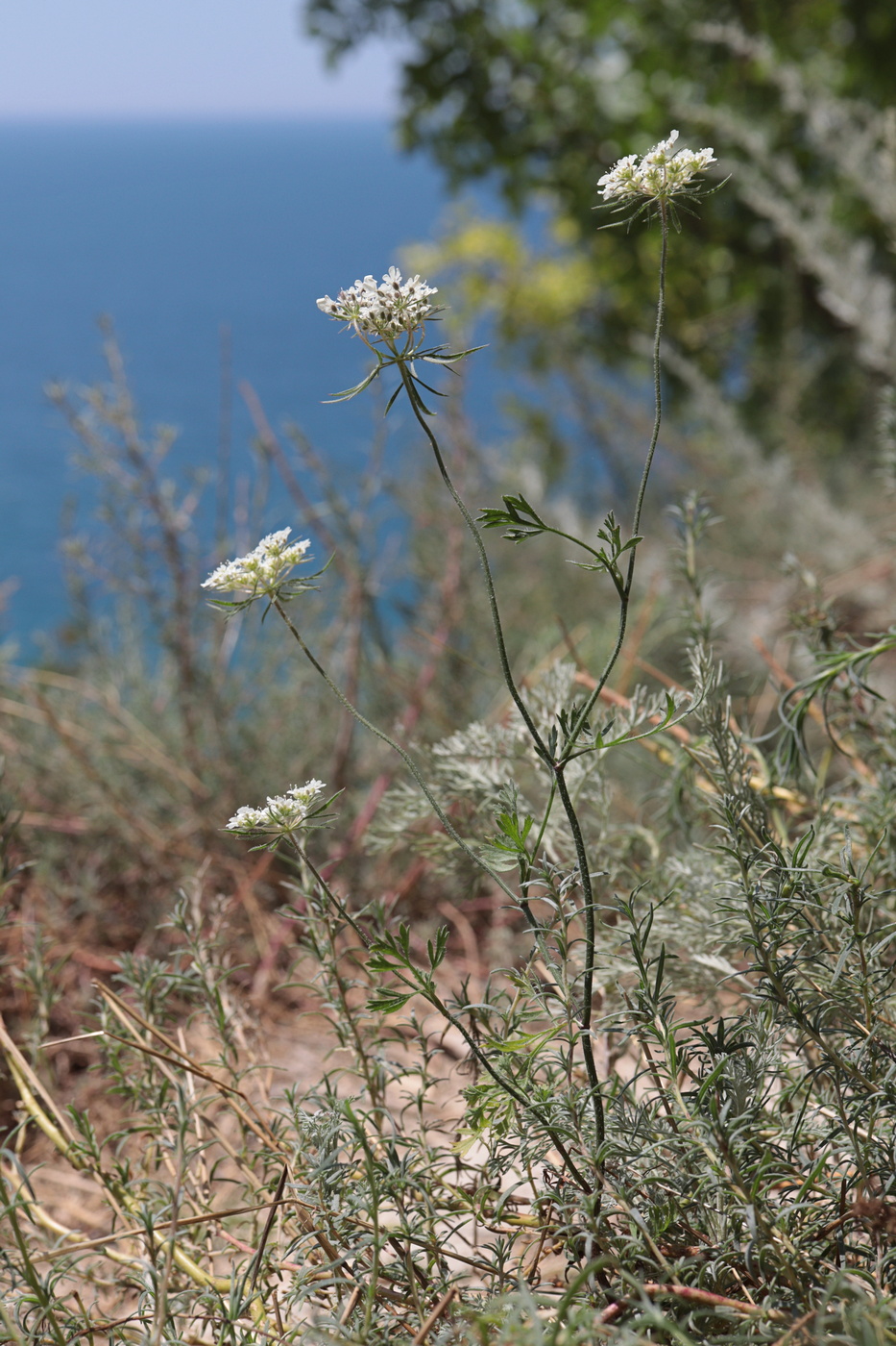 Изображение особи Daucus guttatus.