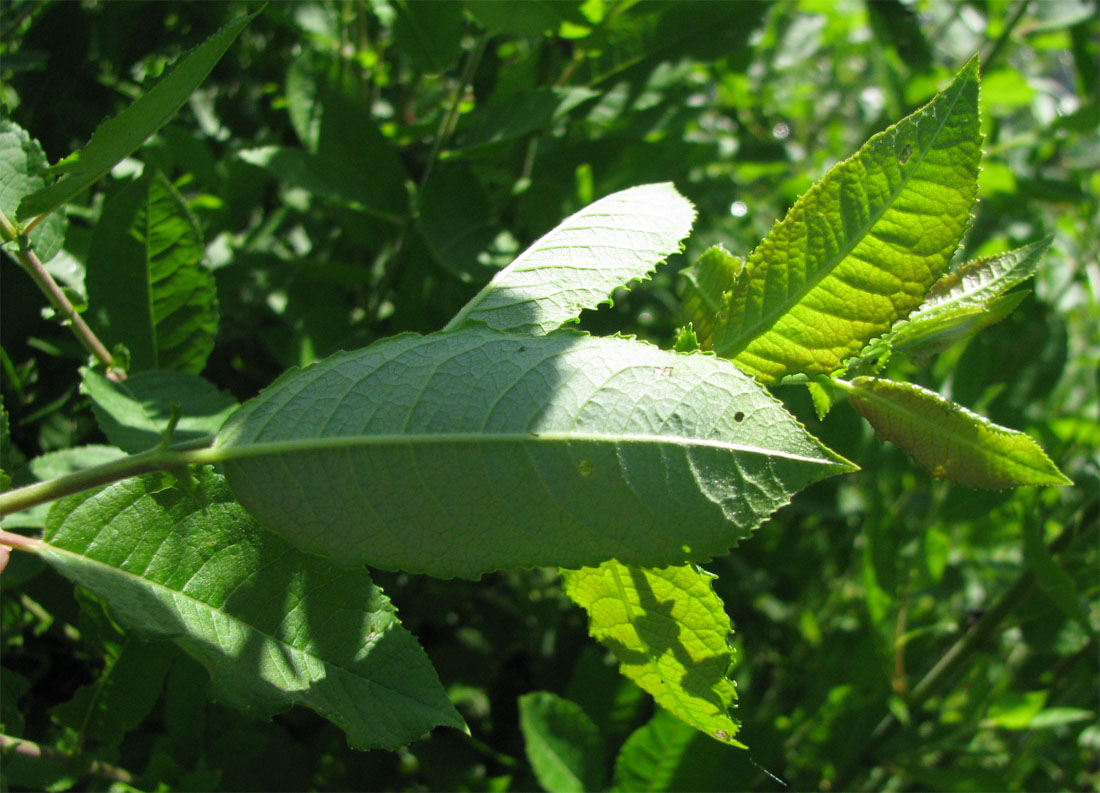 Image of Salix myrsinifolia specimen.