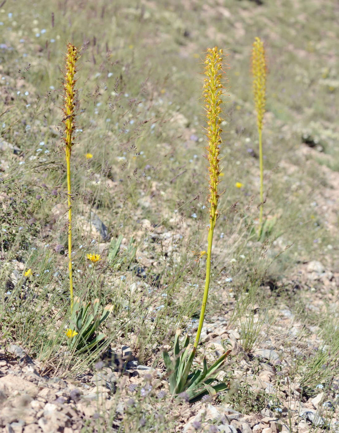 Image of Eremurus fuscus specimen.