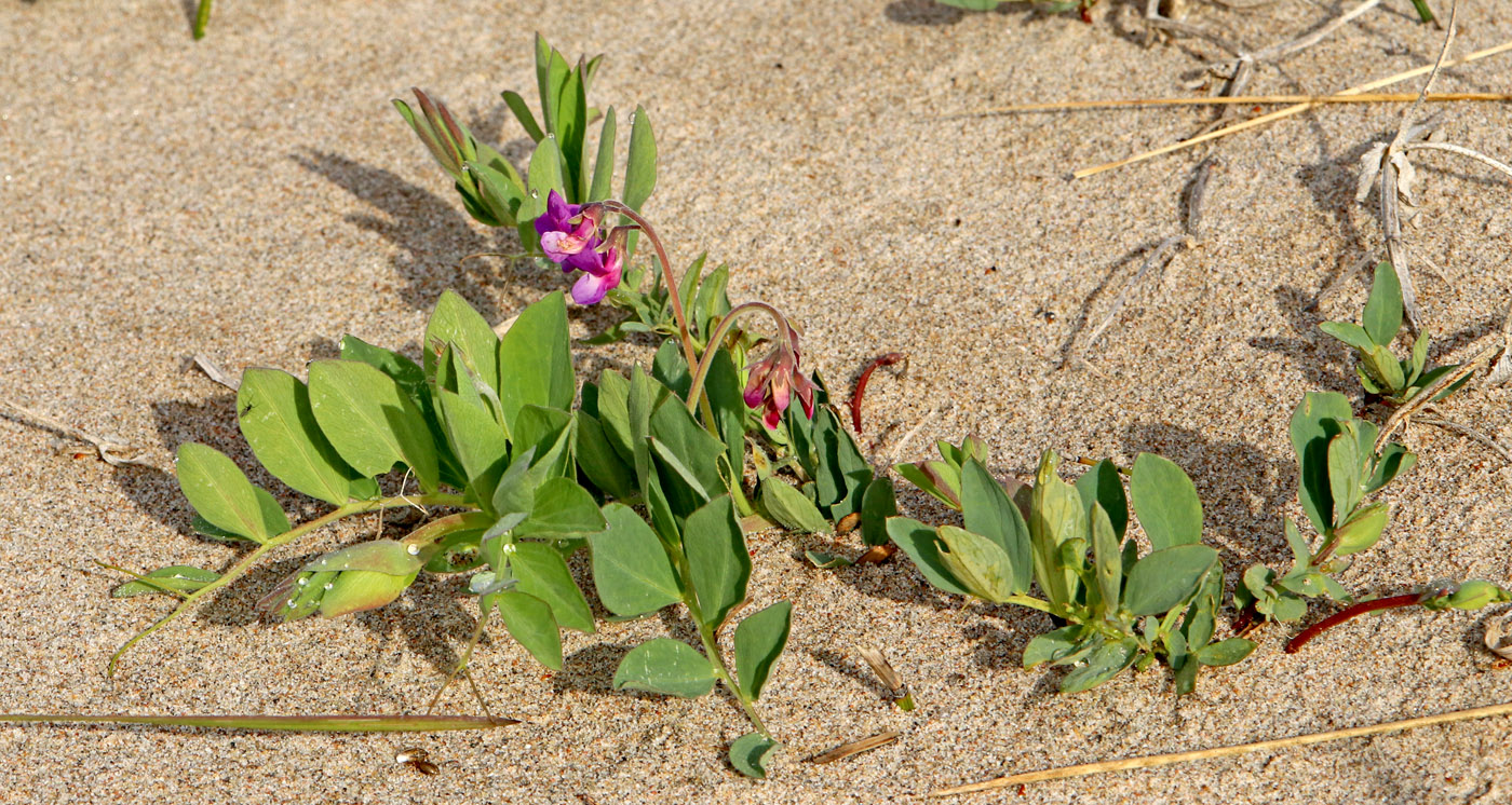 Изображение особи Lathyrus japonicus ssp. pubescens.