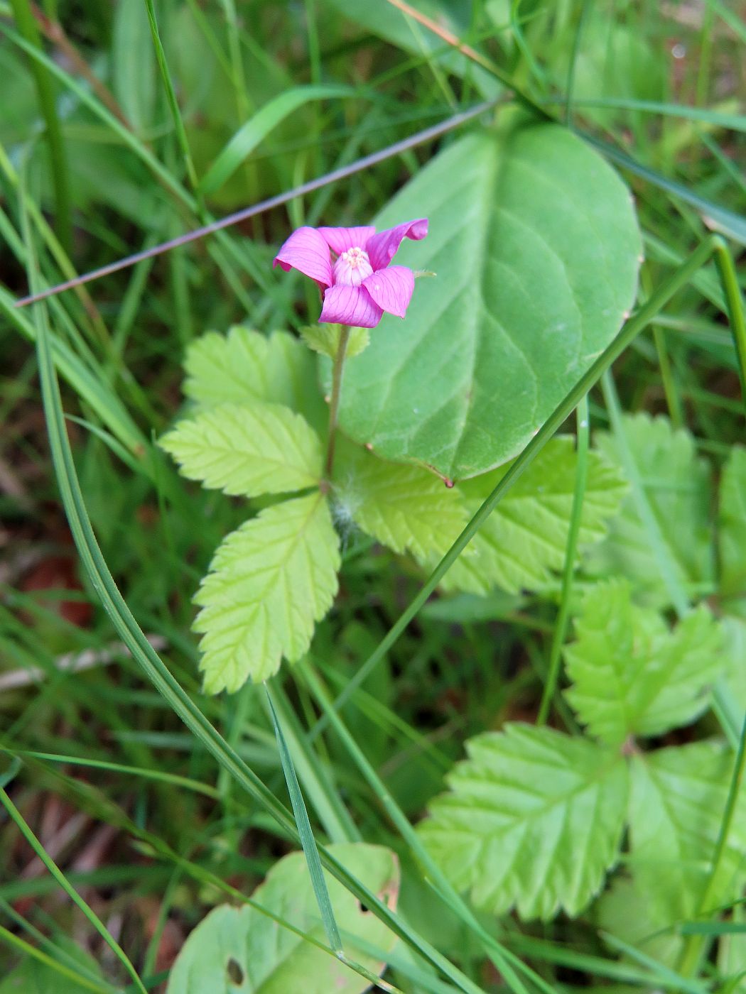 Image of Rubus arcticus specimen.