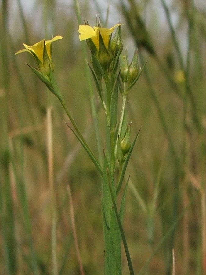 Image of Linum corymbulosum specimen.