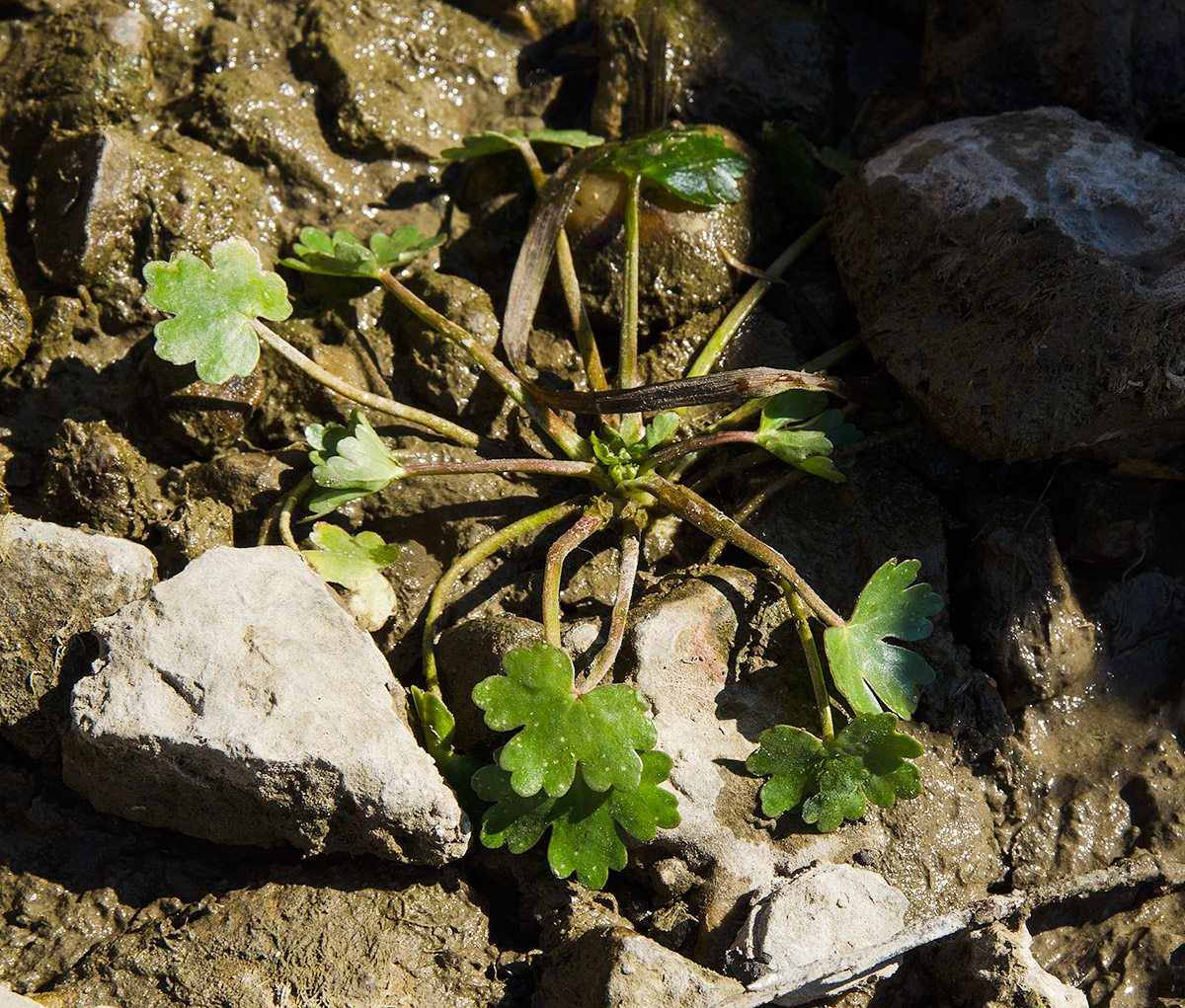 Изображение особи Ranunculus sceleratus.