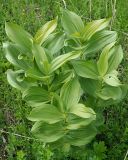 Veratrum lobelianum. Вегетирующие растения. Ульяновская обл., Новомалыклинский р-н, окр. с. Стар. Малыкла, пойма р. Бол. Черемшан, местами заболоченный, поросший ивняком луг. 20.05.2023.