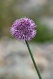 Allium lineare. Соцветие. Иркутская обл., Ольхонский р-н, Тажеранская степь, задернованное основание останца. 30 июля 2023 г.