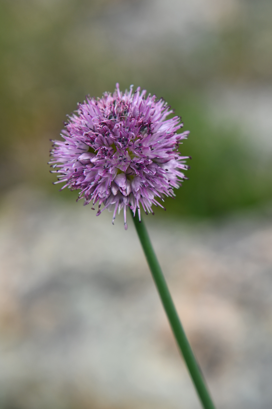 Image of Allium lineare specimen.