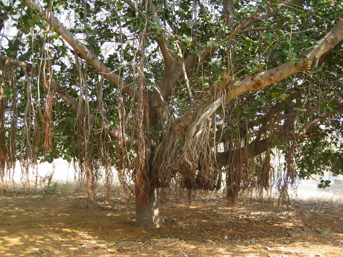 Изображение особи Ficus benghalensis.