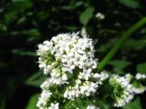 Valeriana cardamines